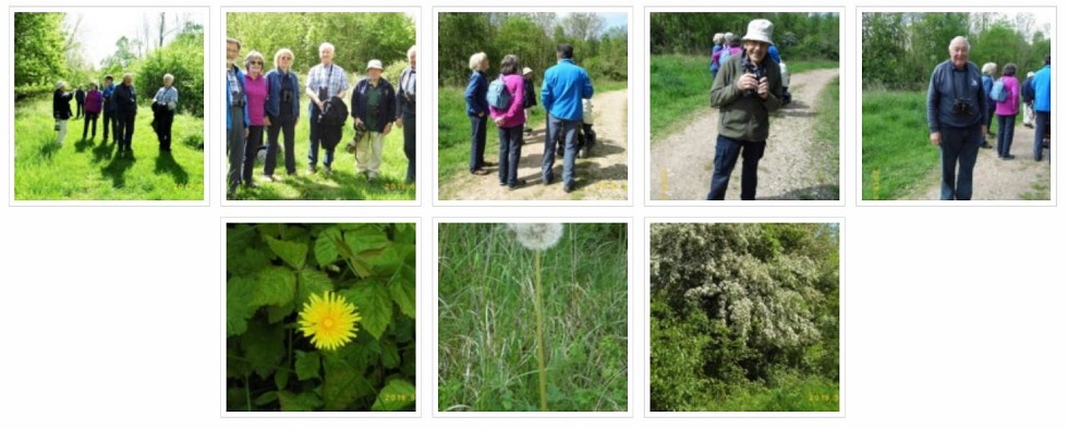 2019 May Birding and Nature Group