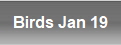Birds Jan 19