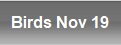 Birds Nov 19